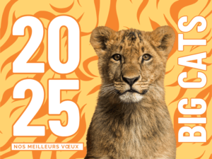 Bonne-annee-2025-big-cats-france