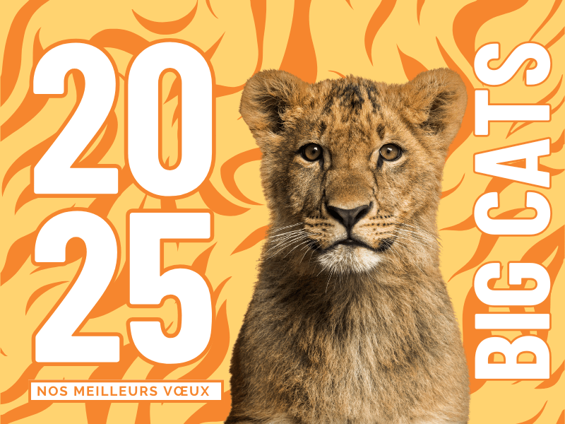Bonne-annee-2025-big-cats-france