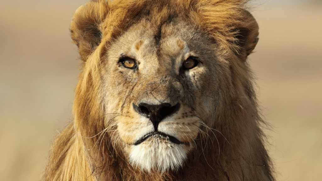 Petition_Big_Cats