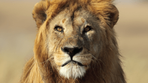 Petition_Big_Cats